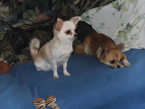 Nos amours
