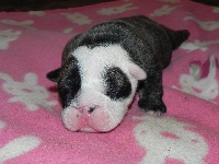 CHIOT