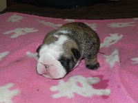 CHIOT